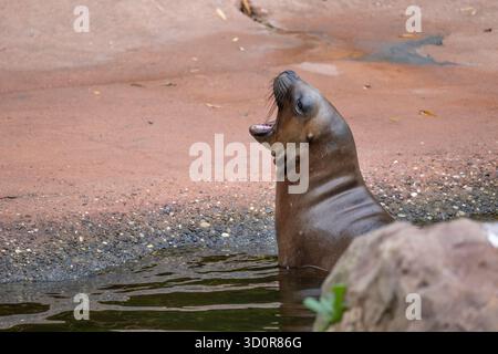 Il leone marino sudamericano (Otaria flavescens, Otaria byronia) ruggisce - il leone marino del sud o il leone marino della Patagonia nello zoo di Mulhouse, in Francia. Anima Foto Stock