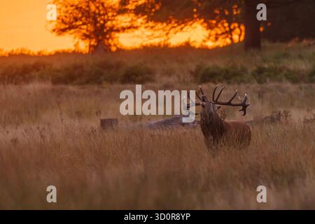 Il cervo rosso (Cervus elaphus), un cervo in ruggito ruggisce all'alba Foto Stock