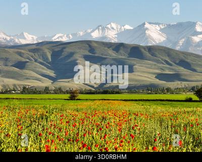 Vista di un vivace campo di papaveri rossi ed erba verde con colline ondulate e le maestose montagne innevate della catena montuosa Tian Shan nel dist Foto Stock