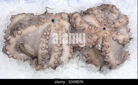Due polpi crudi con tentacoli su ghiaccio tritato, pesce fresco in vendita Foto Stock