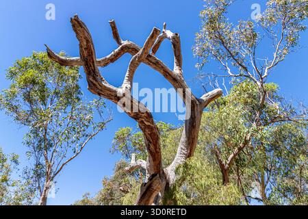 Un albero morto stordito a Yanchep vicino Perth, Australia Occidentale, WA, Australia Foto Stock