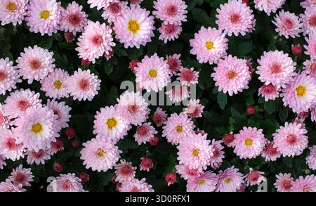 I gruppi di Crisantemi rosa (Chrysanthemum indicum) sono in piena fioritura, mostrando strati di delicati petali. Ogni fiore presenta un giallo vibrante Foto Stock