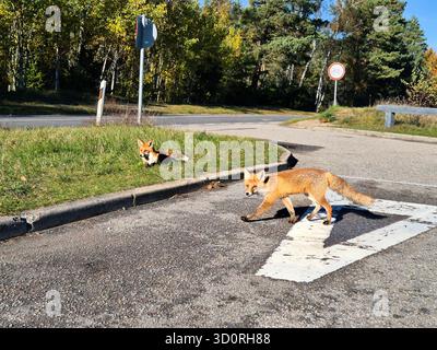 Un affascinante incontro con la fauna selvatica mostra due volpi rosse che interagiscono con un ambiente artificiale nel Parco nazionale Curonian Spit della Lituania. Foto Stock