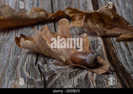 foglie di rovere essiccate e ghiande su fondo in legno naturale Foto Stock