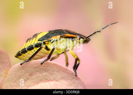 Chinavia hilaris pentatomidae puzza di insetto riposato in una giornata estiva con sfondo sfocato e spazio per copiare Foto Stock