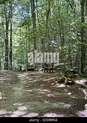 Una panchina solitaria in legno nella selvaggia e lussureggiante foresta di faggi della Corsica, Francia. Un luogo perfetto per gli escursionisti sul sentiero. Foto Stock