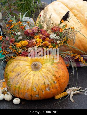 Composizione floreale in un'enorme zucca. Decorazioni autunnali, decorazioni per le vacanze del raccolto. Due zucche giganti alla fiera campestre autunnale. Foto Stock