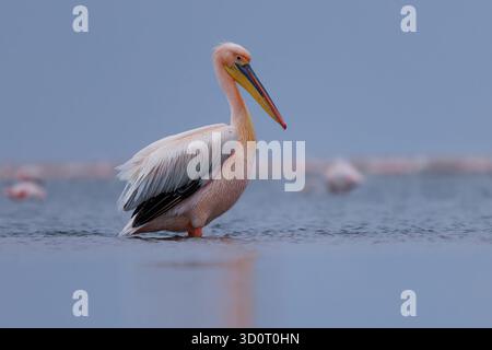 Il grande pellicano bianco Pelecanus onocrotalus, anche il pellicano bianco orientale o Rosy, gli uccelli d'acqua di grandi dimensioni si riproducono dall'Europa sudorientale attraverso l'Asia e l'Africa Foto Stock
