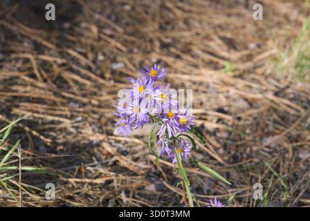 primo piano il fiore di aster viola Foto Stock
