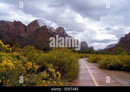Un sentiero lastricato si snoda attraverso un campo di fiori selvatici gialli, che conduce verso le maestose vette ricoperte di nuvole del Parco Nazionale di Zion. Foto Stock