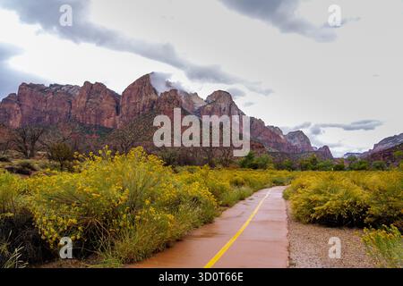 Un sentiero lastricato con una linea gialla si snoda attraverso un campo di fiori selvatici gialli, che conduce verso le maestose montagne di roccia rossa del Parco Nazionale di Zion und Foto Stock