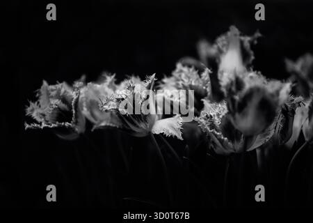 Fotografie artistiche in bianco e nero che catturano i fiori in forma astratta, esplorano la luce, la consistenza e il tono per rivelare la geometria silenziosa della natura. Foto Stock