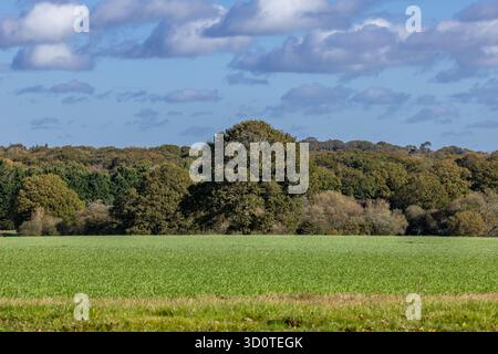 Affacciato su un campo di giovani raccolti, in una soleggiata giornata autunnale nel Sussex Foto Stock