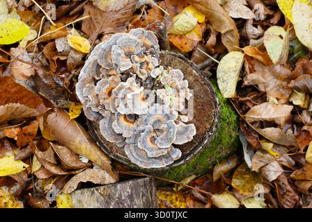 Fungo di coda di tacchino che cresce su un ceppo d'albero in decomposizione. Trametes versicolor Foto Stock