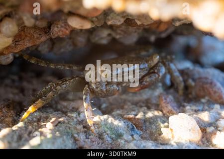 Primo piano del granchio del genere Metopograpsus nascosto sotto la roccia nel Mar Rosso, Egitto Foto Stock