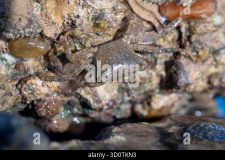 Primo piano del granchio del genere Metopograpsus nascosto sotto la roccia nel Mar Rosso, Egitto Foto Stock