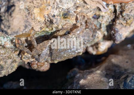 Primo piano del granchio del genere Metopograpsus nascosto sotto la roccia nel Mar Rosso, Egitto Foto Stock