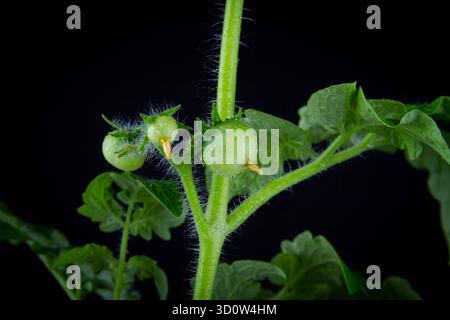 Fioritura e fruttificazione dei pomodori. Cespuglio di pomodoro verde su sfondo nero. Foto Stock