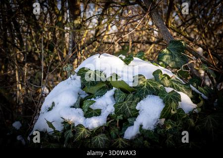 edera Evergreen ricoperta di neve bianca appena caduta nella foresta Foto Stock