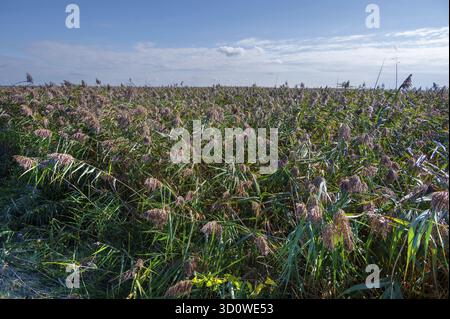 Reed, thatch (Phragmites australis) sulla laguna, Ahrenshoop, Darss, Mecklenbnurg-Pomerania occidentale, Germanloeanmd Foto Stock