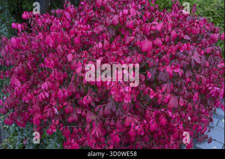 Arbusto ad ali di mandrino (Euonymus alatus), Baviera, Germania Foto Stock