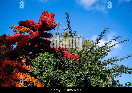 Vibrante arbusto di Pyracantha ricoperto di bacche rosse e arancioni adagiato su un cielo blu brillante, simboleggia il colore autunnale e la bellezza naturale. Foto Stock