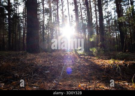 Il sole splende tra gli alberi nella pineta autunnale. Sfondo naturale Foto Stock