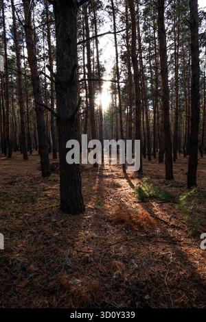 Foresta di pini alla luce del mattino presto. Il sole splende tra gli alberi Foto Stock