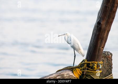 Little Egret, uccello indiano di Heron seduto su Una rete da pesca, fauna selvatica a Kochi, Kerala in India, Egretta Garzetta asiatica Foto Stock