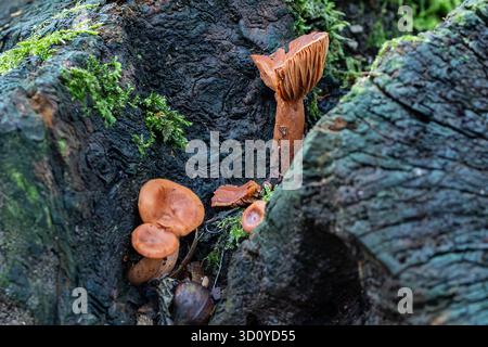 Funghi selvatici arancioni su un albero Foto Stock