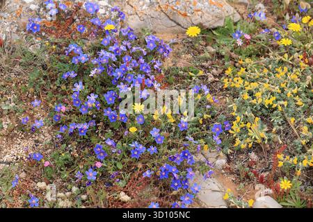 Fiori selvatici nella regione costiera dell'Algarve, Portogallo Foto Stock