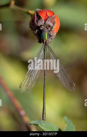 Un macro primo piano di una damigella smeraldo (Lestes sponsa) arroccata delicatamente su un'anca rosa rossa brillante. L'immagine acquisisce il contrasto tra il meta Foto Stock
