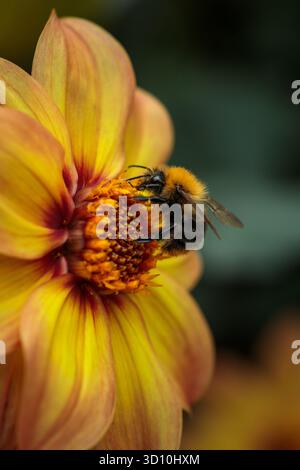 Primo piano di un bumblebee (Bombus sp.) raccogliere il polline su una dahlia giallo-arancione brillante Foto Stock