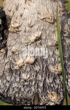 Primo piano estremo del fungo del cappuccio d'inchiostro (Coprinus comatus), che mostra dettagliatamente scale e texture sul suo cappuccio Foto Stock