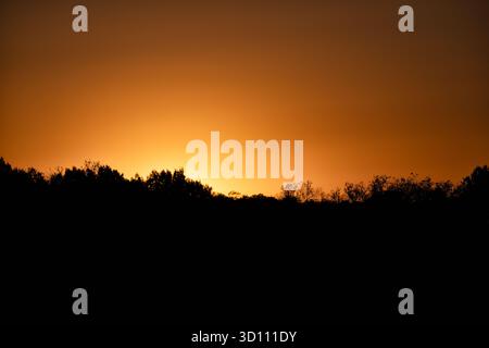 Tramonto sugli alberi Washington DC // WASHINGTON DC - un bagliore arancione del sole tramonta crea una calda sfumatura attraverso il cielo sopra un profilo profilo a Washington D.C. gli alberi appaiono come forme scure contro l'orizzonte, evidenziando la bellezza naturale all'interno dell'ambiente urbano. Washington D.C., la capitale degli Stati Uniti, è conosciuta per i suoi numerosi parchi e spazi verdi. Il Distretto di Columbia è coesteso con la città, confinante con il Maryland e la Virginia. Foto Stock