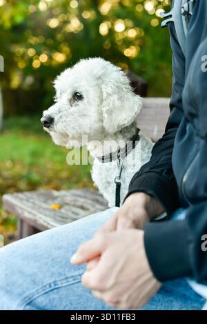 Primo piano verticale di un cane Bichon Frise seduto comodamente su una panchina di legno accanto al proprietario, guardando verso la luce del sole. Si concentra sulla compagnia di animali domestici e sul tempo libero autunnale. Foto Stock