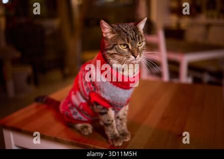 Un gatto festivo che indossa un pullover e circondato da luci calde, calde e scintillanti Foto Stock