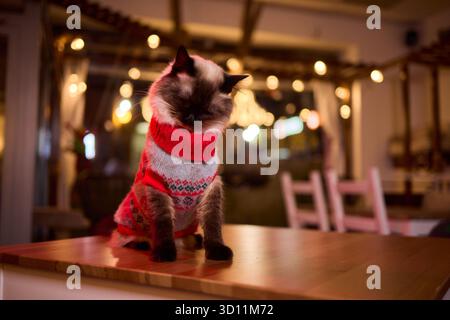 Un gatto festivo che indossa un pullover e circondato da luci calde, calde e scintillanti Foto Stock
