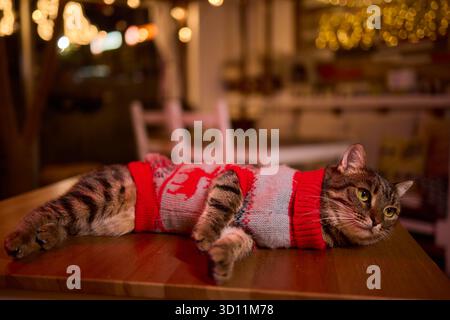 Un gatto festivo che indossa un pullover e circondato da luci calde, calde e scintillanti Foto Stock