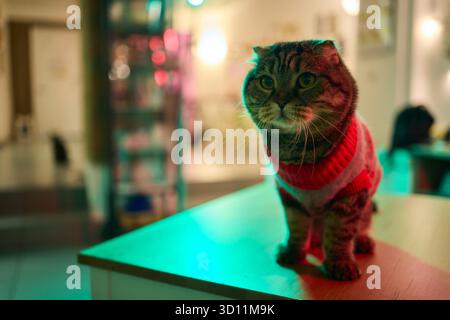 Un gatto festivo che indossa un pullover e circondato da luci calde, calde e scintillanti Foto Stock