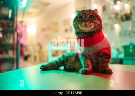 Un gatto festivo che indossa un pullover e circondato da luci calde, calde e scintillanti Foto Stock