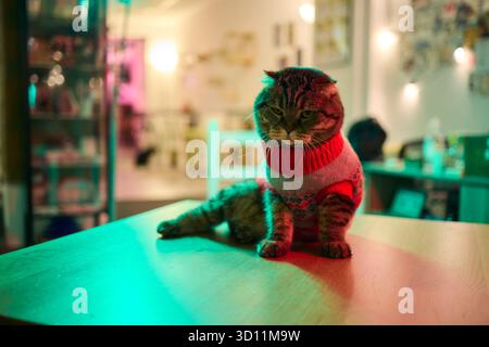 Un gatto festivo che indossa un pullover e circondato da luci calde, calde e scintillanti Foto Stock