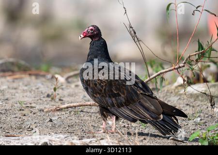 La Turchia vulture (Cathartes aura) Foto Stock