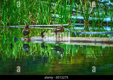 Anatre e anatre per bambini riposano nel lussureggiante Lakeside Habitat con riflessi Foto Stock