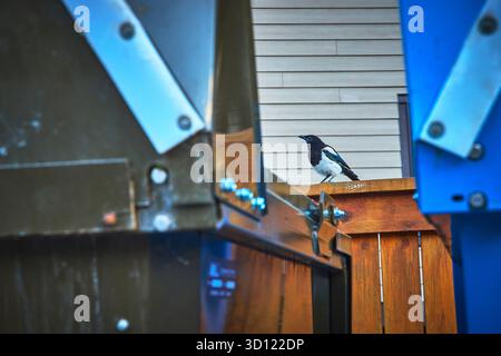 Urban Magpie arroccato sul Fence tra Dumpsters Town of Banff Canada Bird Wildlife Foto Stock