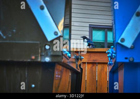 Magpie Bird on Fence incorniciato da strutture metalliche nell'ambiente urbano di Banff Foto Stock