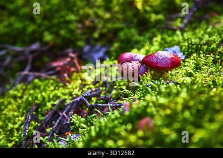 Ammasso di funghi rossi tra il muschio verde e il pavimento della foresta illuminato dal sole Foto Stock