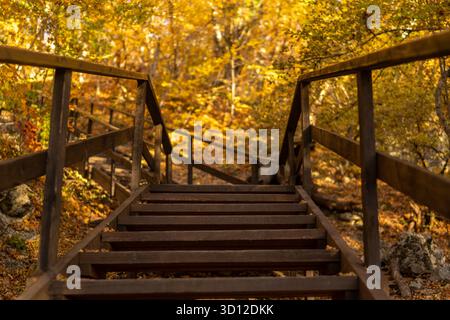 Scale in legno, percorso autunnale con foglie che si inerpica attraverso boschi vivaci, bella stagione tranquilla Foto Stock