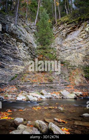 Alto albero sempreverde che cresce da una scogliera rocciosa a strati, circondato da foglie autunnali e da un ruscello poco profondo. Resilienza naturale in un ambiente forestale. Foto Stock