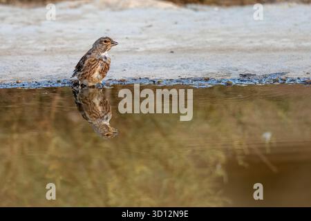 linnet comune in piedi vicino a una pozzanghera fangosa su un terreno bagnato e rossastro in natura Foto Stock